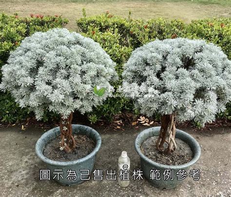 芙蓉樹風水